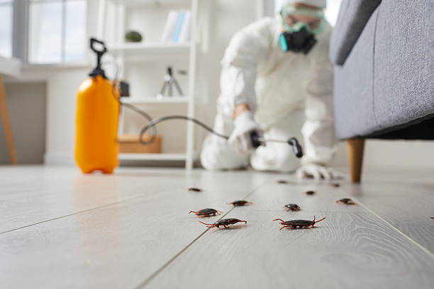 Commercial Kitchen Cockroach Control in Williamsburg